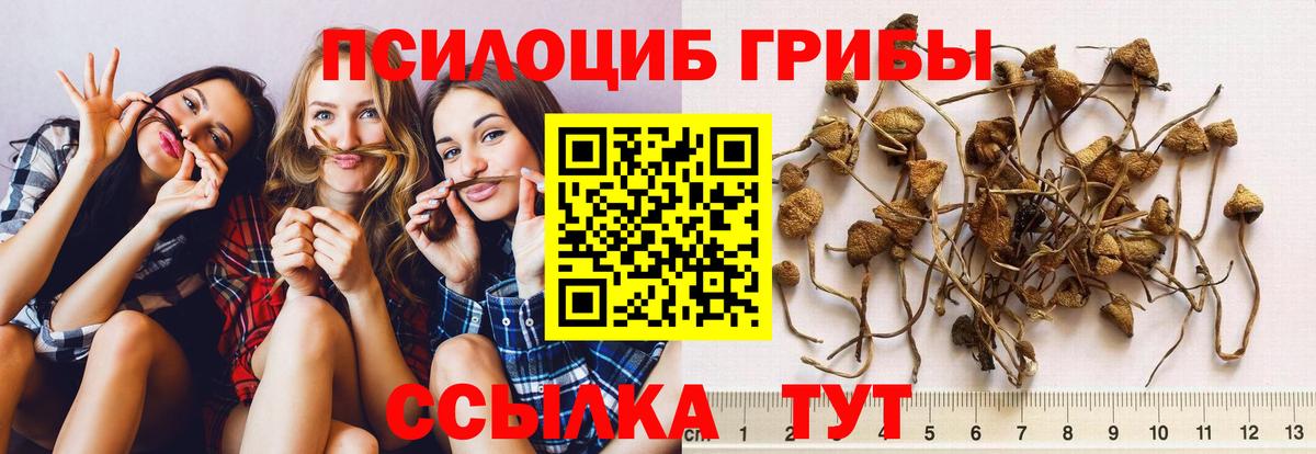 Псилоцибиновые грибы Psilocybine cubensis  Галлюциногенные грибы GOLDEN TEACHER  Хасавюрт  Вход с VPN 